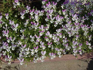 DSC01746.jpg
