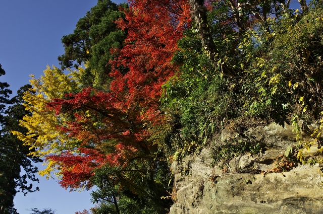 円覚寺の紅葉　2011.12.4