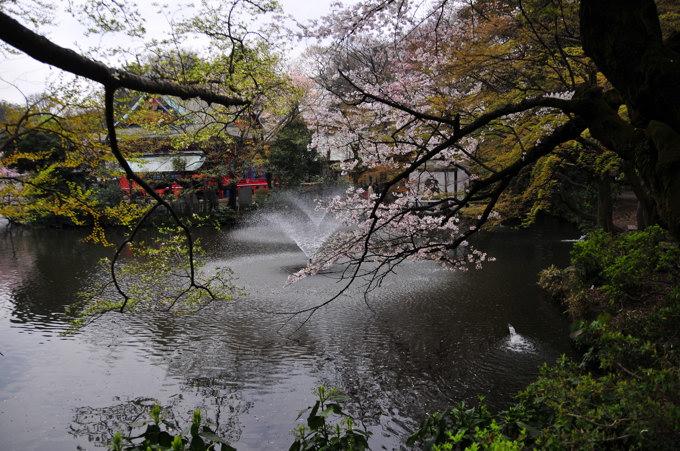 桜咲く