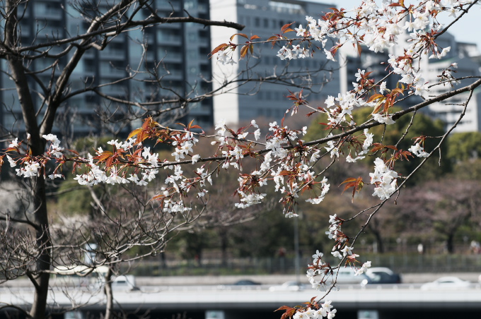 山桜　2010.3.27