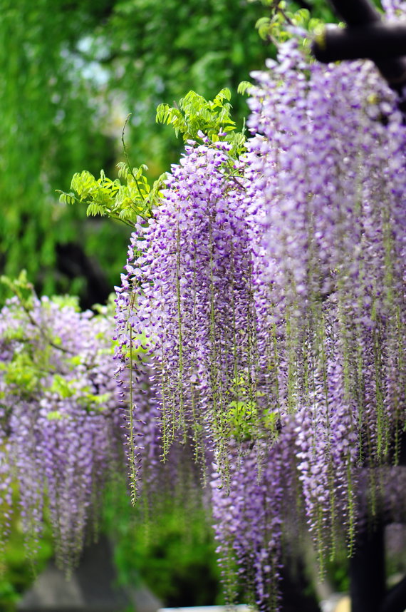 藤の花　西新井大師２００９．４．１８