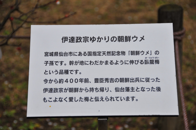 朝鮮の梅　郷土の森にて2009、3