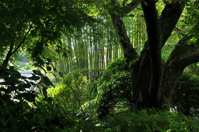 竹林の報国寺