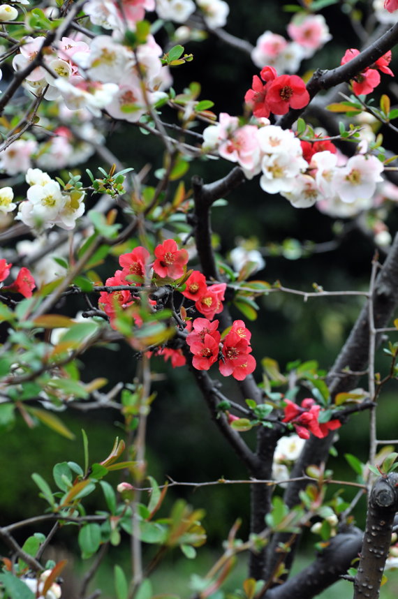 新宿御苑のボケの花　２００９．３．２８