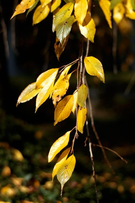 大都会　紅葉　2010.11.20