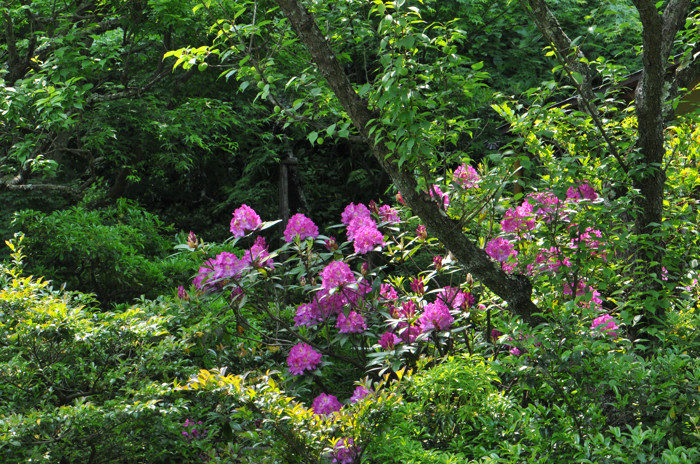 五月の花　北鎌倉にて　