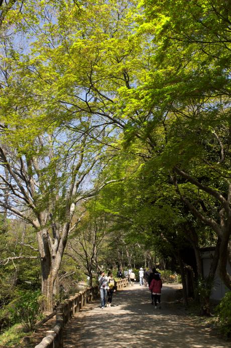 井の頭公園　カラ－2011.4.17