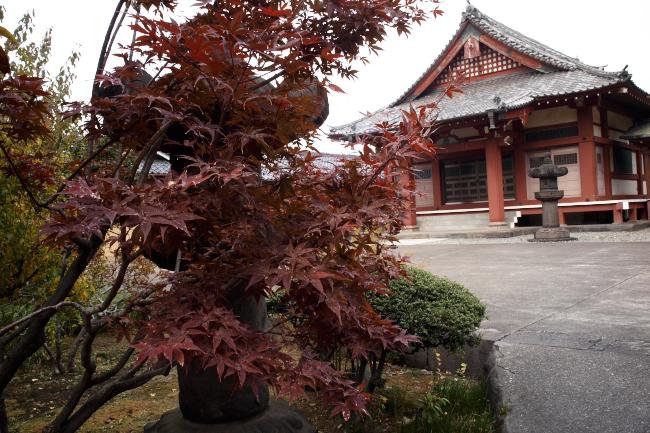 上野寛永寺の紅葉　2010.11.14