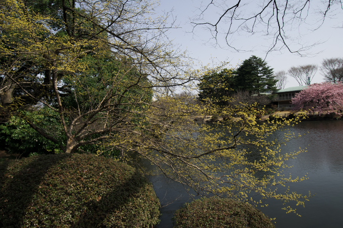 新宿御苑のサンシュウ　2010.3.13