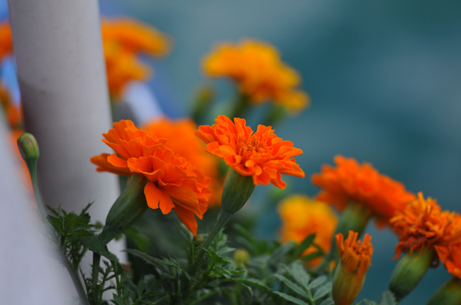 河口湖の花