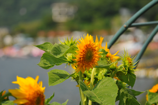 河口湖の花