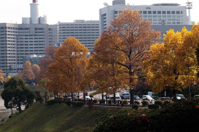 大都会　紅葉　2010.11.20