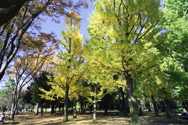 代々木公園の黄葉　２０１１．１１，２０