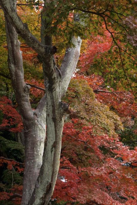 円覚寺の紅葉　2010.11.21