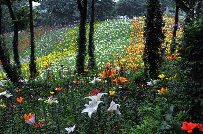 ゆり園　２００９．６．１３