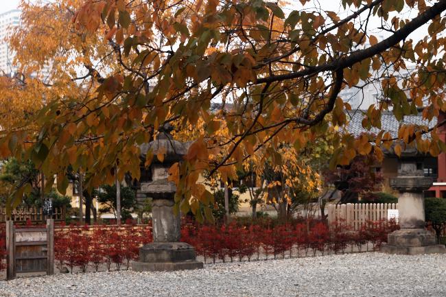 上野寛永寺の紅葉　2010.11.14