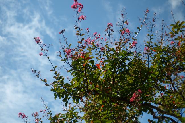 秋の空　サルスベリ　2010.9.26