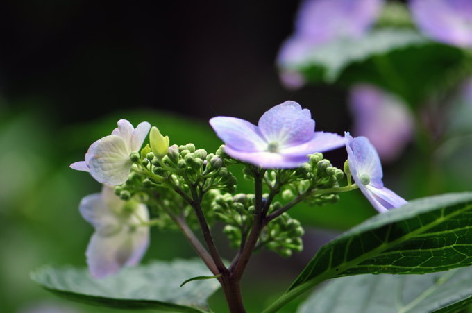 高幡不動尊の紫陽花２００９．６．６