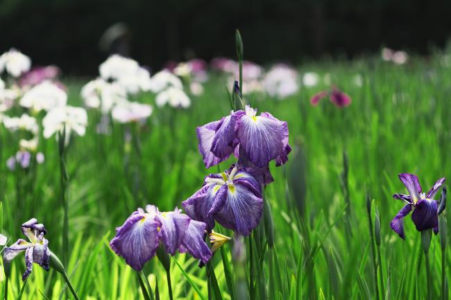 小石川後楽園の花菖蒲　２０１１．６．５