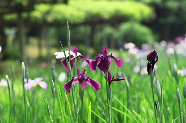 小石川後楽園の花菖蒲　２０１１．６．５