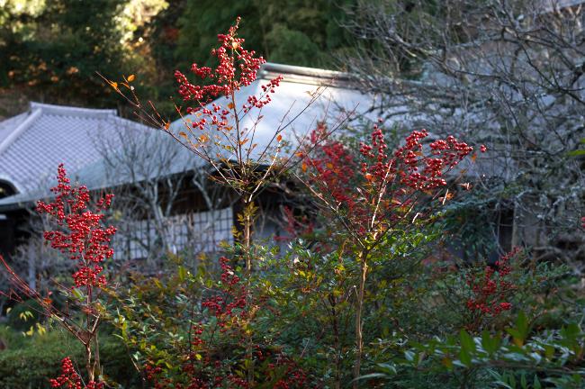 鎌倉　瑞泉寺の花　2010.12.23