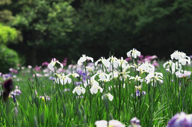 小石川後楽園の花菖蒲　２０１１．６．５