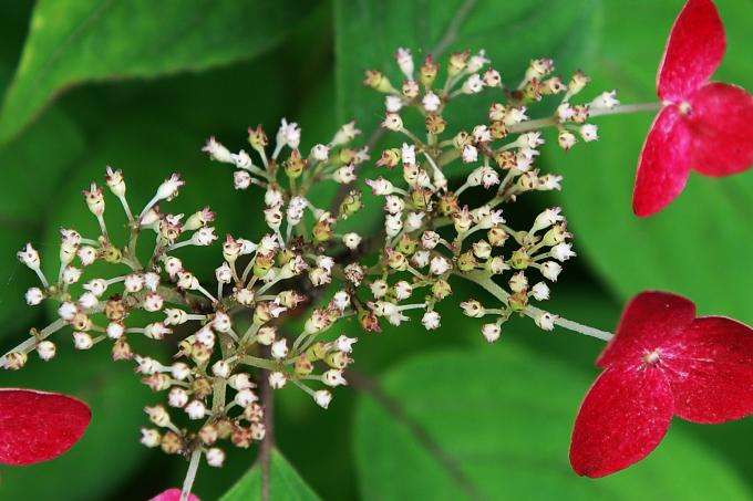 紫陽花のマクロ　2010.6.20