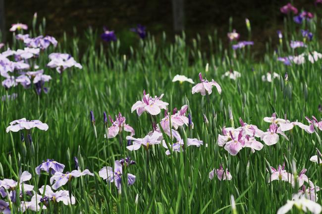 小石川後楽園の花菖蒲　２０１１．６．５