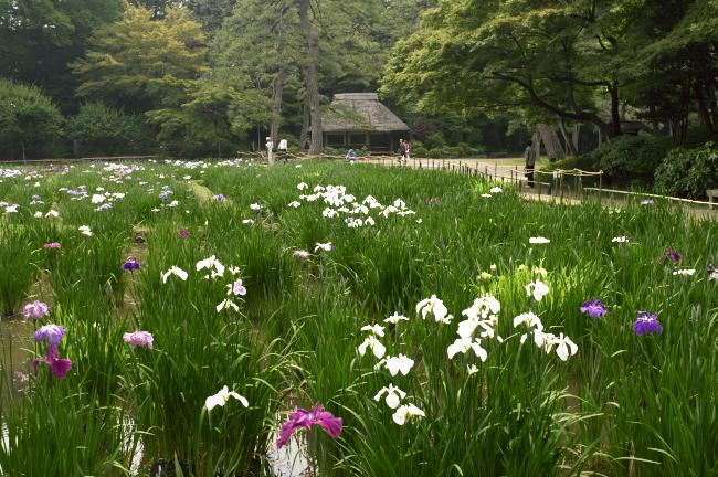 小石川後楽園の花菖蒲　２０１１．６．５