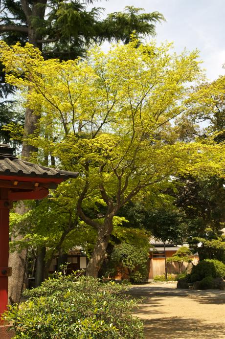 根津神社の新緑　2011.4.16