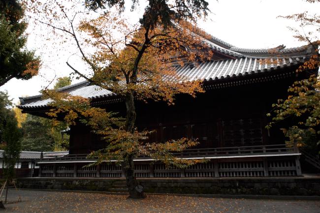 上野寛永寺の紅葉　2010.11.14