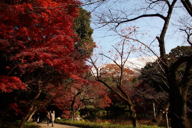 小石川後楽園の紅葉　2010.12.5