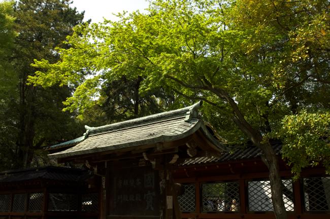 根津神社の新緑　2011.4.16