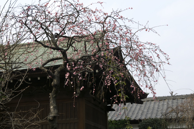 五條天神社の紅梅2011.2.6