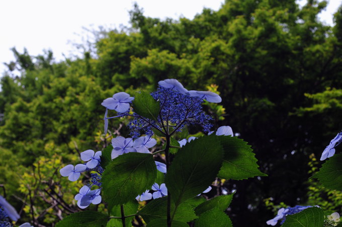 公園風景２００９．６．２１