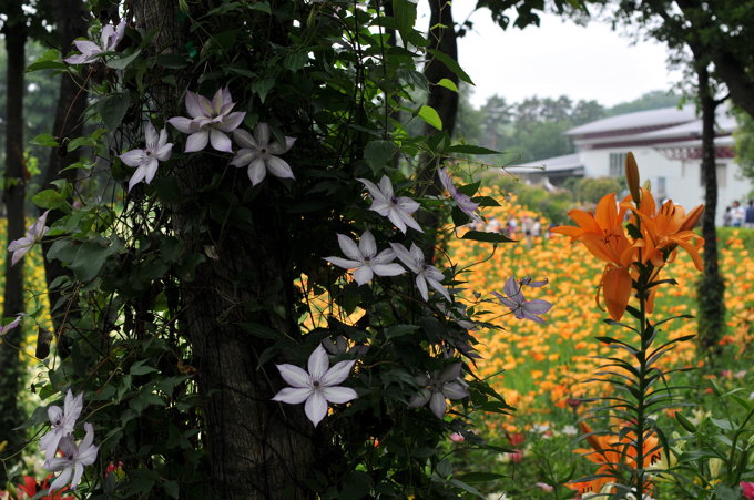 ゆり園の花２００９．６．１３