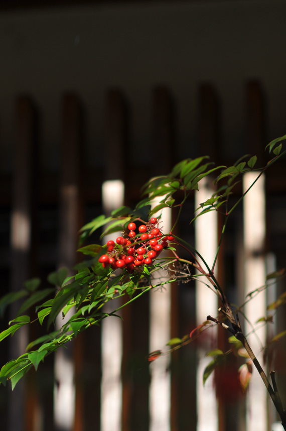 海蔵寺の紅葉2008