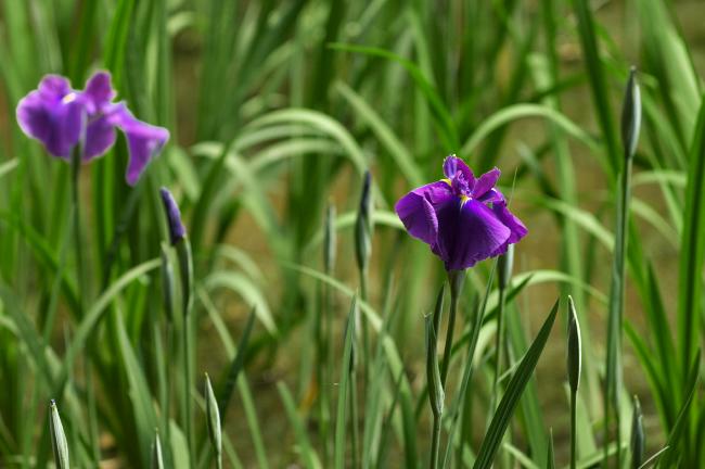 明治神宮御苑の花菖蒲　２０１１．６．４