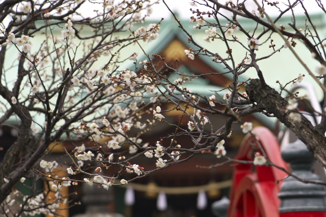 亀戸天神社　2011.2.20