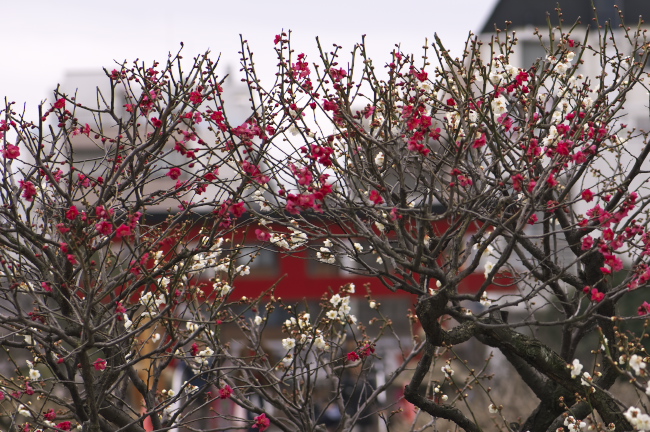 亀戸天神社　2011.2.20