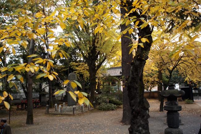 上野寛永寺の紅葉　2010.11.14