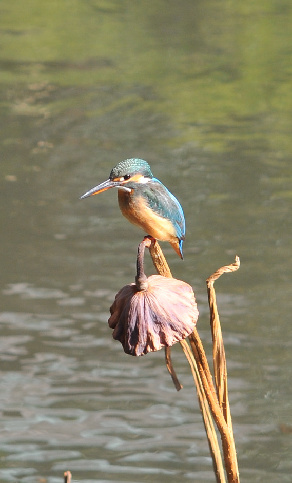 幸せの青い鳥　　カワセミ君　鎌倉にて