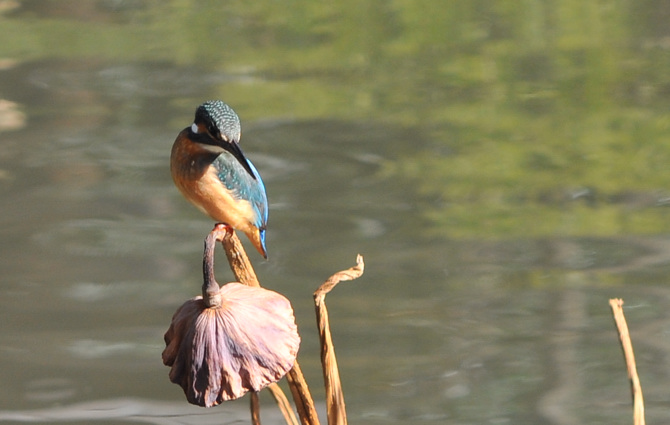 幸せの青い鳥　　カワセミ君　鎌倉にて