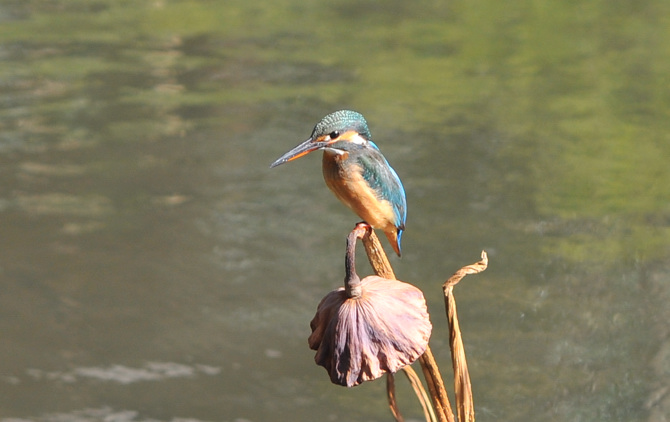 幸せの青い鳥　　カワセミ君　鎌倉にて