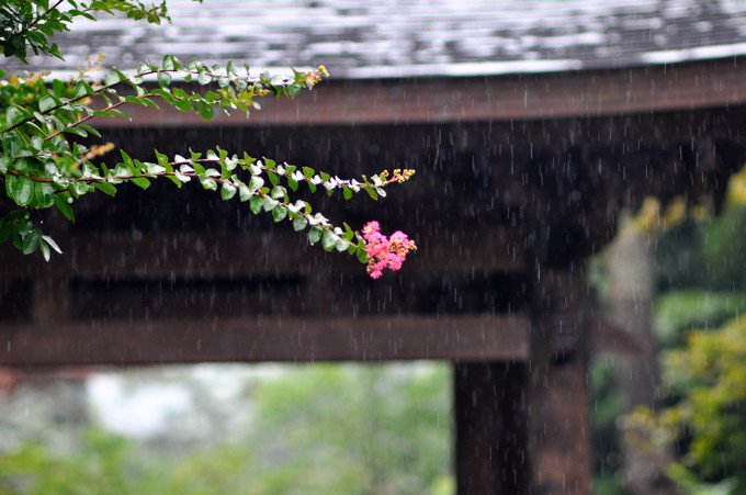 百日紅と雨　２００９．８．２