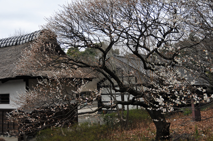 郷土の森の梅2009.3