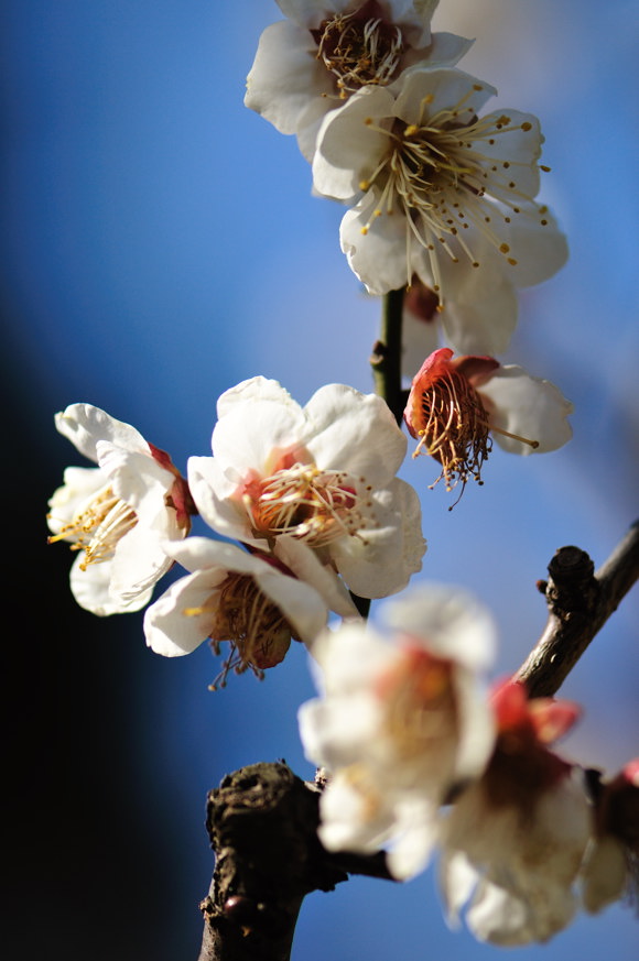 隅田川公園の梅　2010.2.7