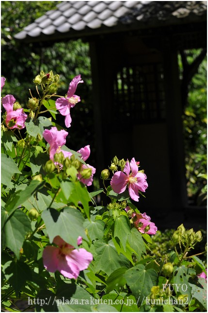 芙蓉　海蔵寺　2011.9.11