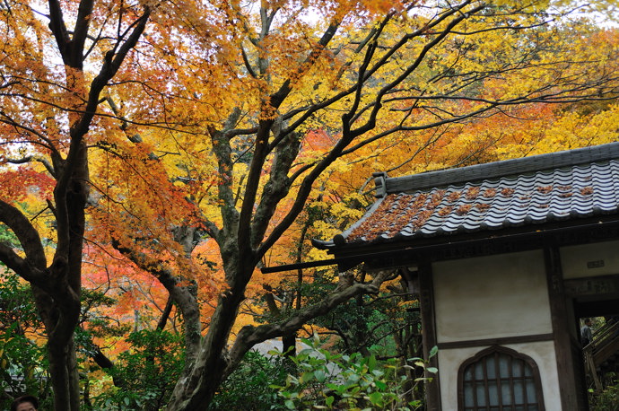 北鎌倉の明月院　2009.11.29