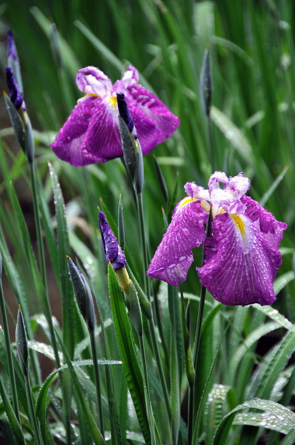 花菖蒲　２００９．５．３０　明治神宮御苑にて